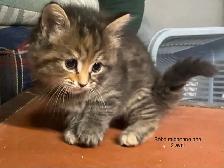 chatons à vendre - Photo 2