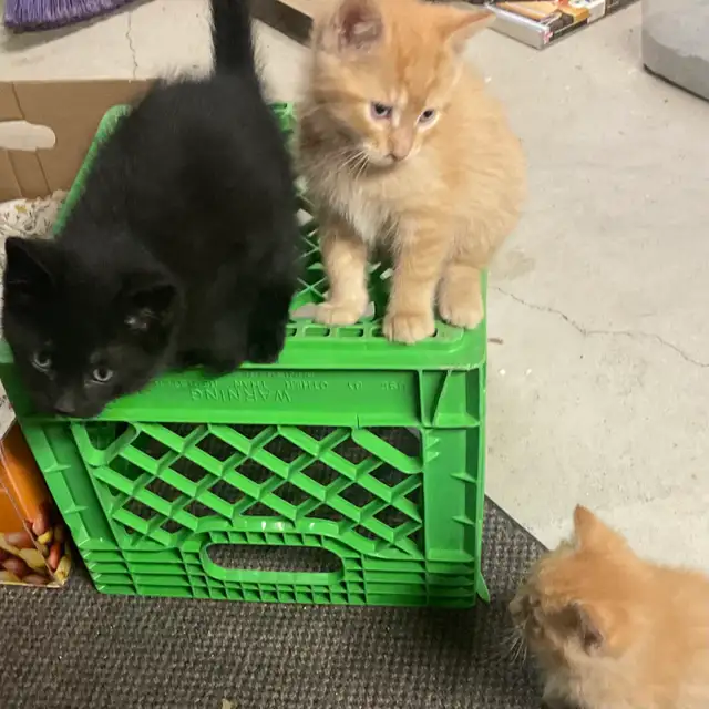 chatons à vendre - Photo 3