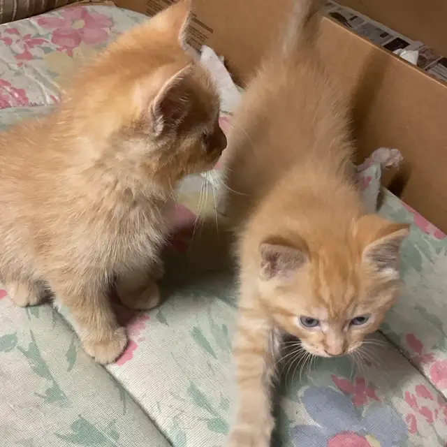 chatons à vendre - Photo 4