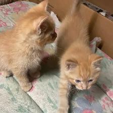 chatons à vendre - Photo 4