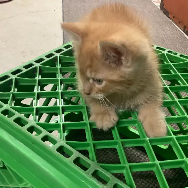 chatons à vendre - Photo 5