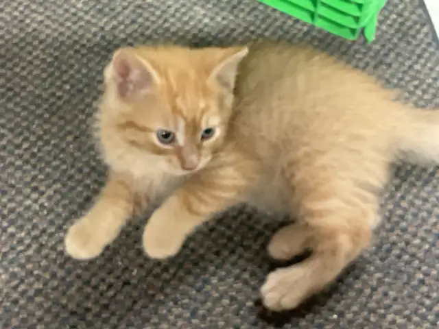 chatons à vendre - Photo 6