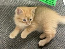 chatons à vendre - Photo 6