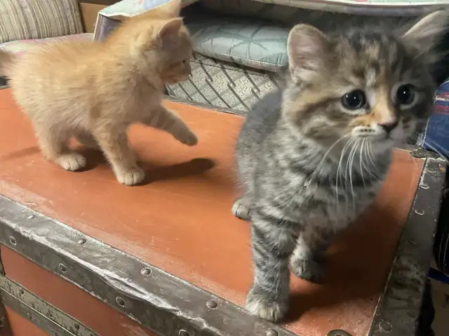 chatons à vendre - Photo 7