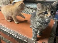 chatons à vendre - Photo 7
