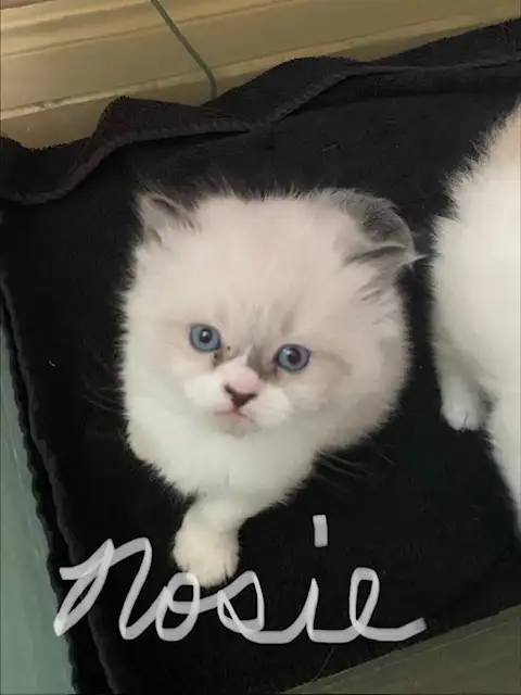 Kittens for sale - Photo 2