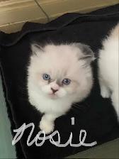 Kittens for sale - Photo 2