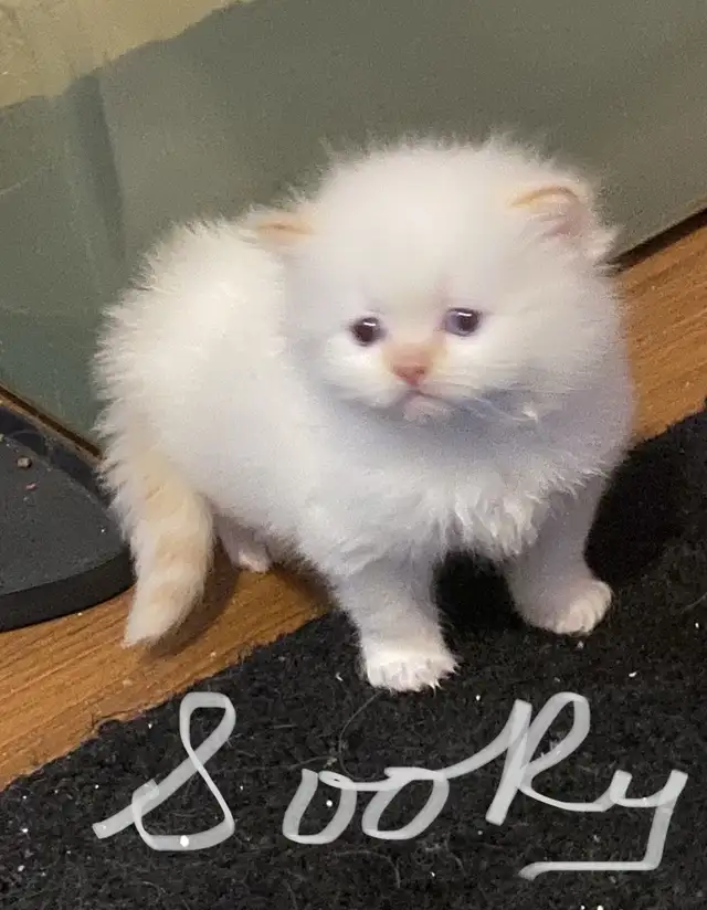 Kittens for sale - Photo 3