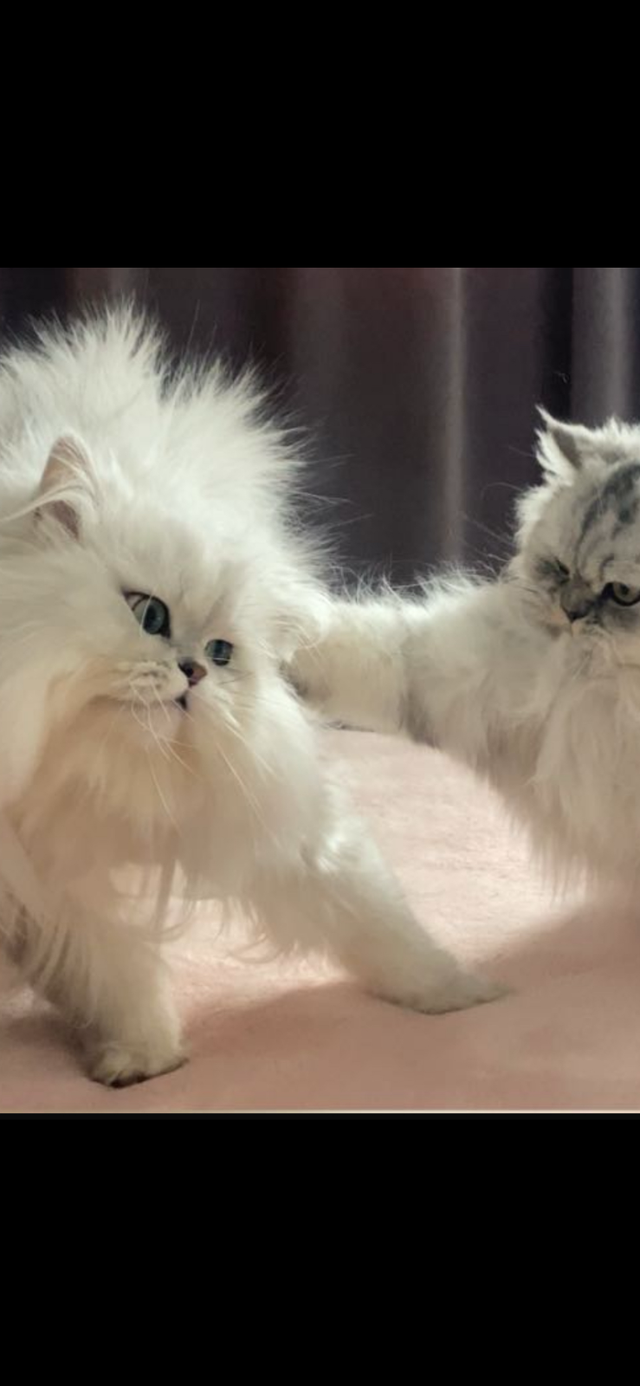 Chatons Persans Chinchilla