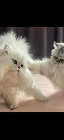 Chatons Persans Chinchilla