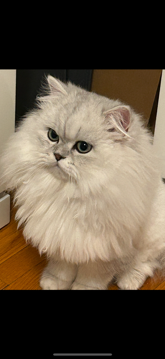 Chatons Persans Chinchilla - Photo 2