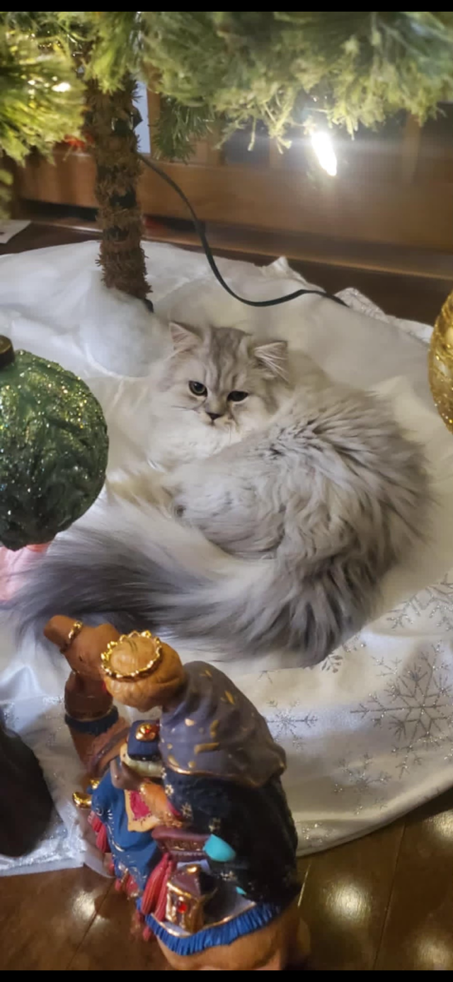 Chatons Persans Chinchilla - Photo 3