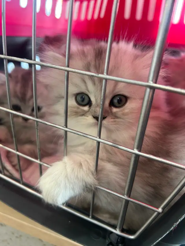 Chatons Persans Chinchilla - Photo 4