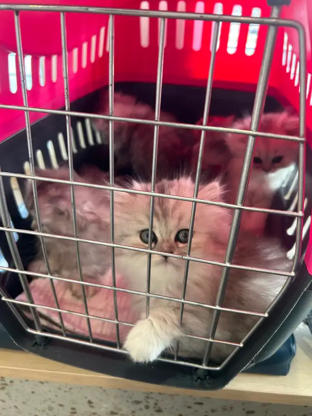 Chatons Persans Chinchilla - Photo 5