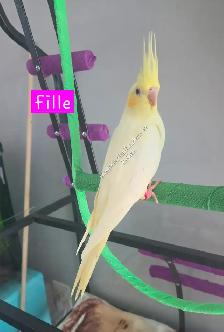 Bébé cockatiel - Photo 2