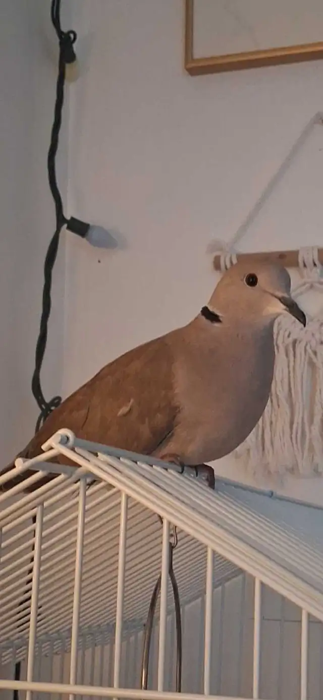 Tourterelle Rieuse à donner