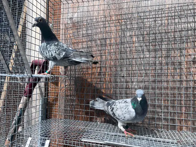 Pigeons