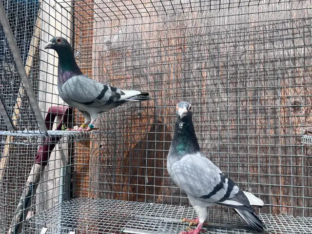 Pigeons - Photo 2