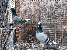 Pigeons - Photo 2