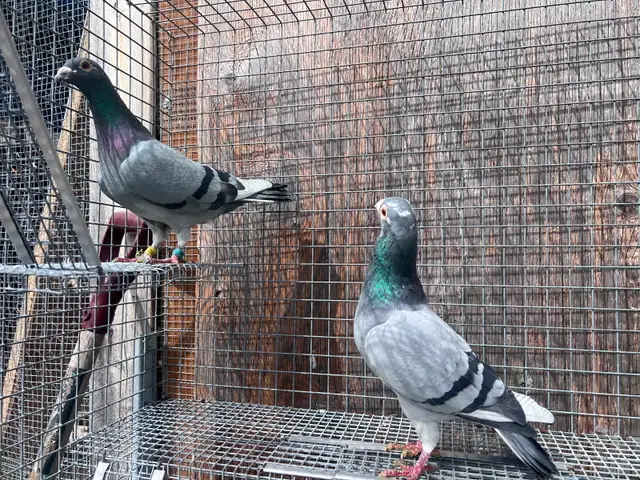 Pigeons - Photo 3