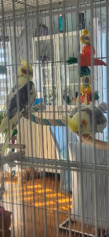 couple de cockatiels avec cage