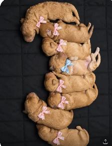 Miniature Goldendoodle puppies