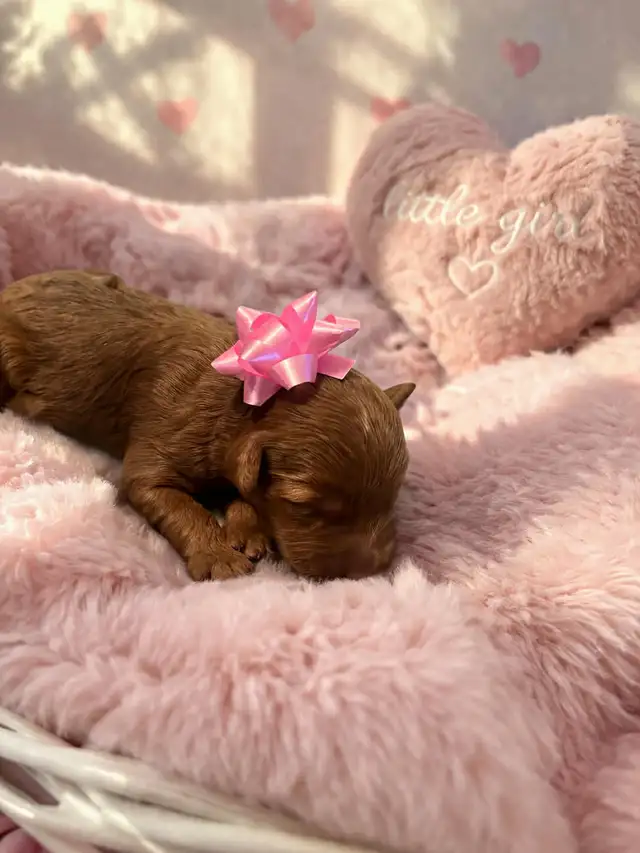 Miniature Goldendoodle puppies - Photo 2