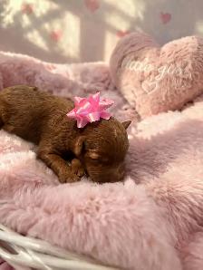 Miniature Goldendoodle puppies - Photo 2