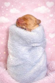 Miniature Goldendoodle puppies - Photo 3