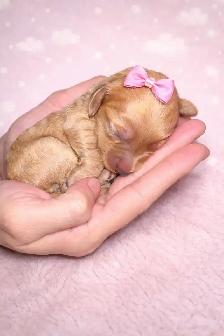 Miniature Goldendoodle puppies - Photo 4