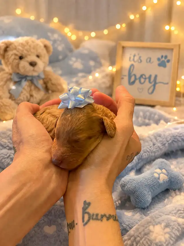 Miniature Goldendoodle puppies - Photo 5