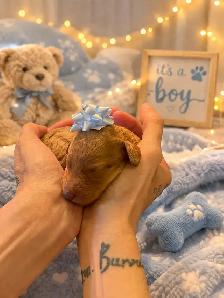 Miniature Goldendoodle puppies - Photo 5
