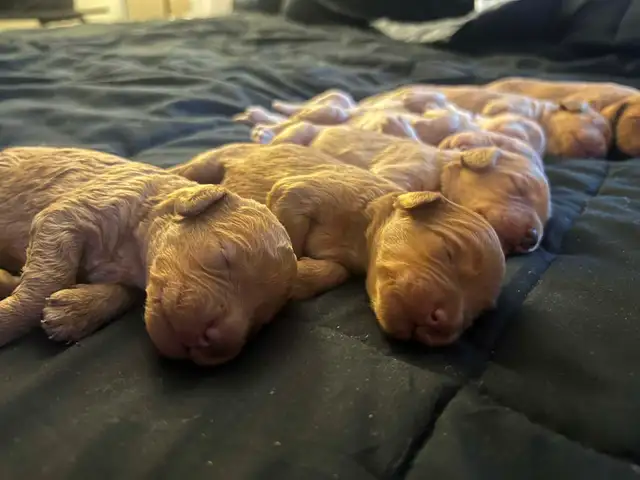 Miniature Goldendoodle puppies - Photo 6