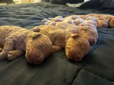 Miniature Goldendoodle puppies - Photo 6