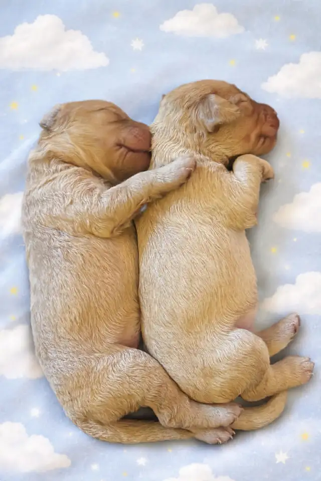 Miniature Goldendoodle puppies - Photo 7