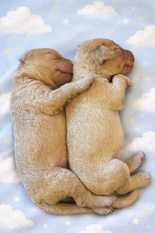 Miniature Goldendoodle puppies - Photo 7