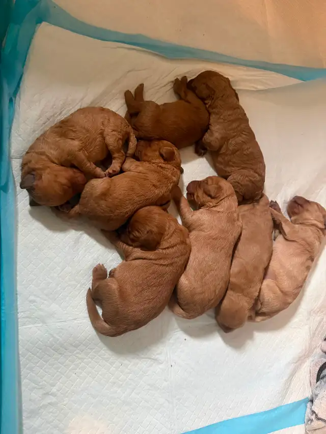 Miniature Goldendoodle puppies - Photo 8