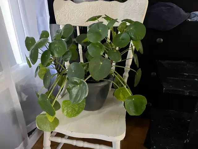 House Cleaning and sitter Manotick Barrhaven - Photo 2