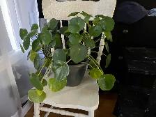 House Cleaning and sitter Manotick Barrhaven - Photo 2