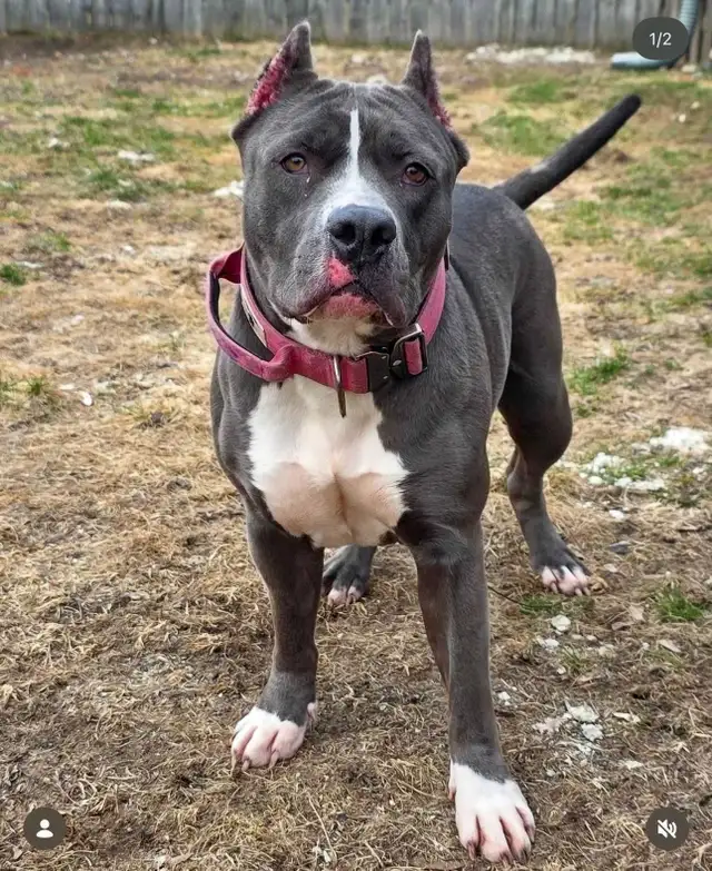 Rescue Dogs for Adoption - Photo 2