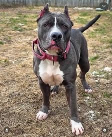 Rescue Dogs for Adoption - Photo 2