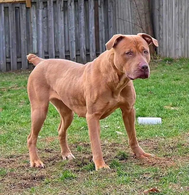 Rescue Dogs for Adoption - Photo 3