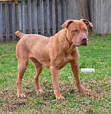 Rescue Dogs for Adoption - Photo 3