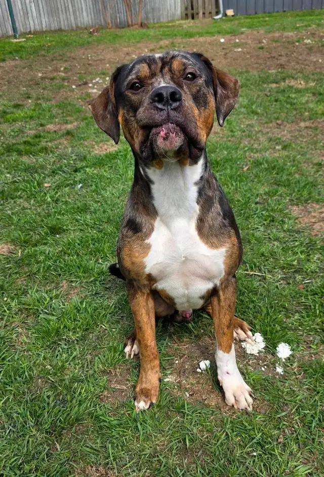 Rescue Dogs for Adoption - Photo 4