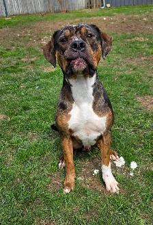 Rescue Dogs for Adoption - Photo 4