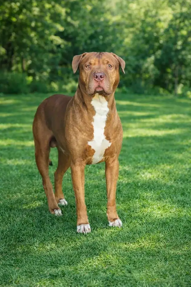 Rescue Dogs for Adoption - Photo 5