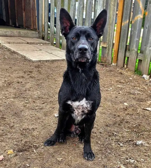 Rescue Dogs for Adoption - Photo 6