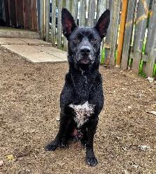 Rescue Dogs for Adoption - Photo 6