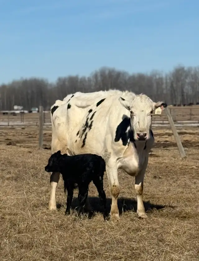 Holstein cow/calf pair