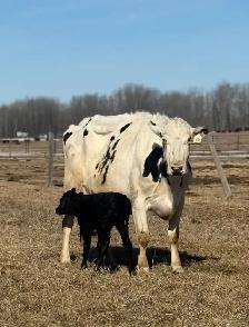 Holstein cow/calf pair